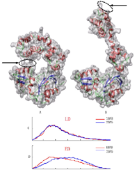 Three dimensional shape comparison of flexible protein using the local-diameter descriptor